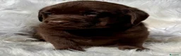Labrador Retriever perros en venta: LABRADOR CHOCOLATE RETRIEVER DISPONIBLE - Anuncio 1