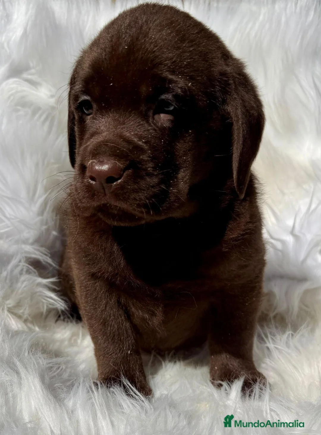 Labrador Retriever perros en venta: LABRADOR CHOCOLATE RETRIEVER DISPONIBLE - Anuncio 1