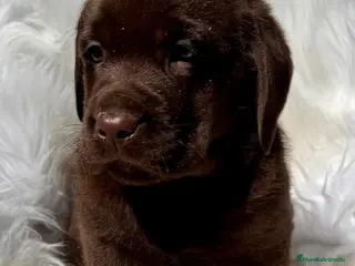 Labrador Retriever perros LABRADOR CHOCOLATE RETRIEVER DISPONIBLE - Anuncio 2
