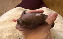 Xoloitzcuintle - Perro Sin Pelo Mexicano perros en venta: Xoloitzcuintle mediano - Anuncio 4