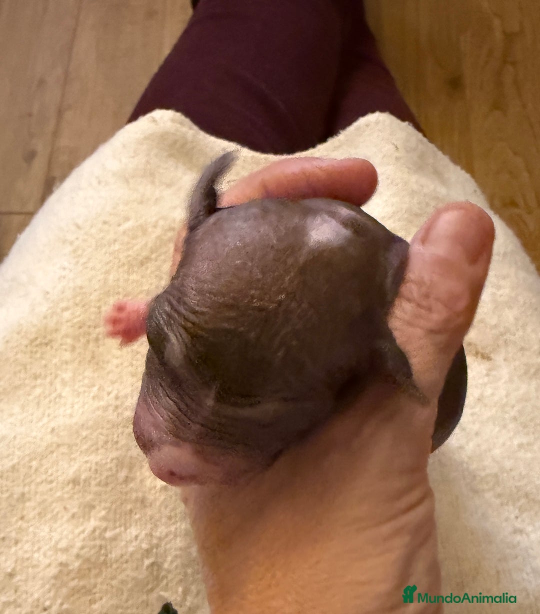 Xoloitzcuintle - Perro Sin Pelo Mexicano perros en venta: Xoloitzcuintle mediano - Anuncio 4