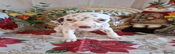 Dálmata perros en venta: DALMATA  - Anuncio 5