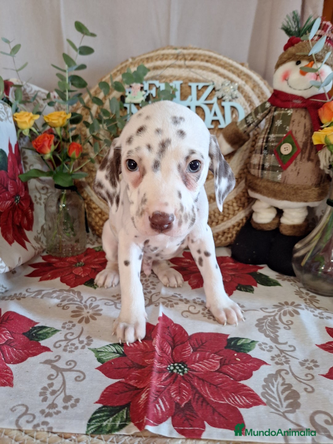 Dálmata perros en venta: DALMATA  - Anuncio 5