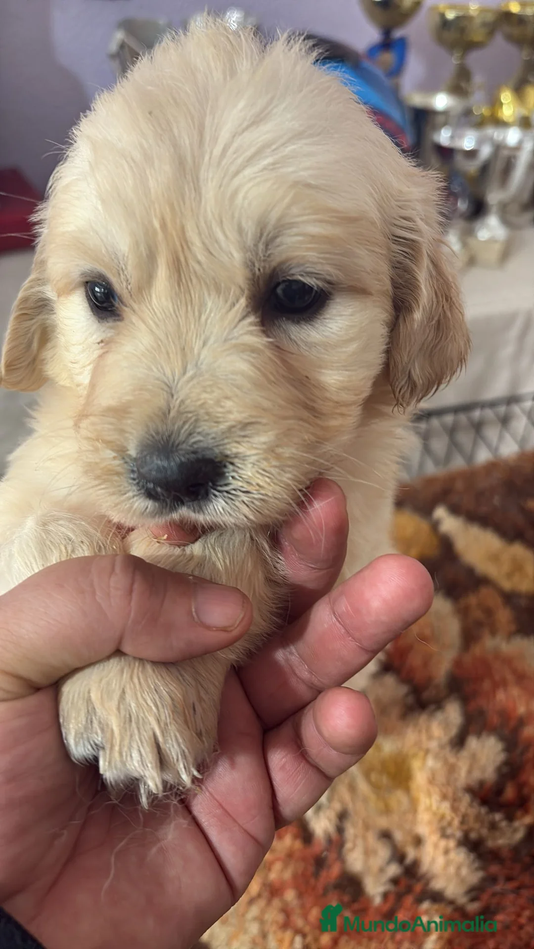 Golden Retriever perros en venta: Hembra de golden retriever  - Anuncio 4