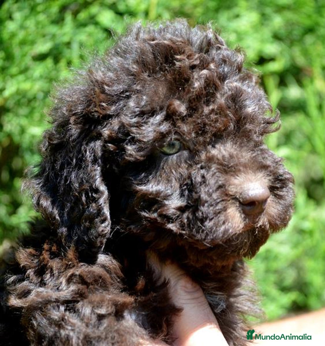 Perro de Agua Español perros en venta: Cachorras hembras de perro de agua español - Imagen 1