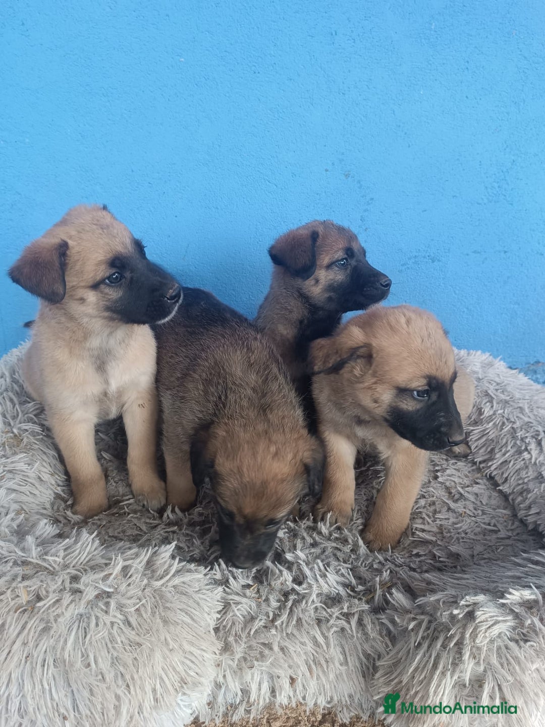 Pastor Belga Malinois perros en venta: Pasto belga malinoi - Anuncio 2