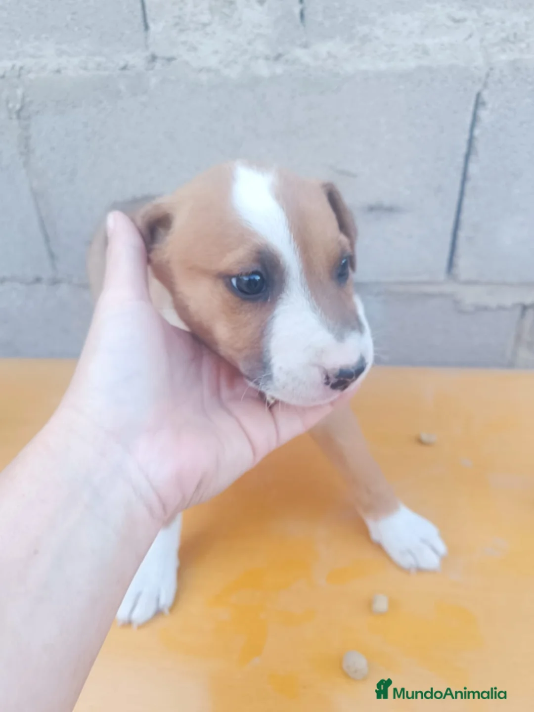 Raza Mixta perros en venta: Cruce de American 641387649 - Anuncio 1