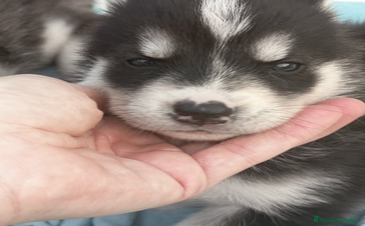 Husky Siberiano perros - Anuncio 1