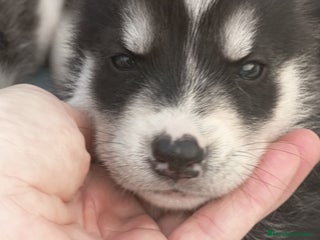 Husky Siberiano perros - Anuncio 1