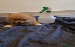 Pomerania perros en venta: Lulu pomerania toy - Imagen 13