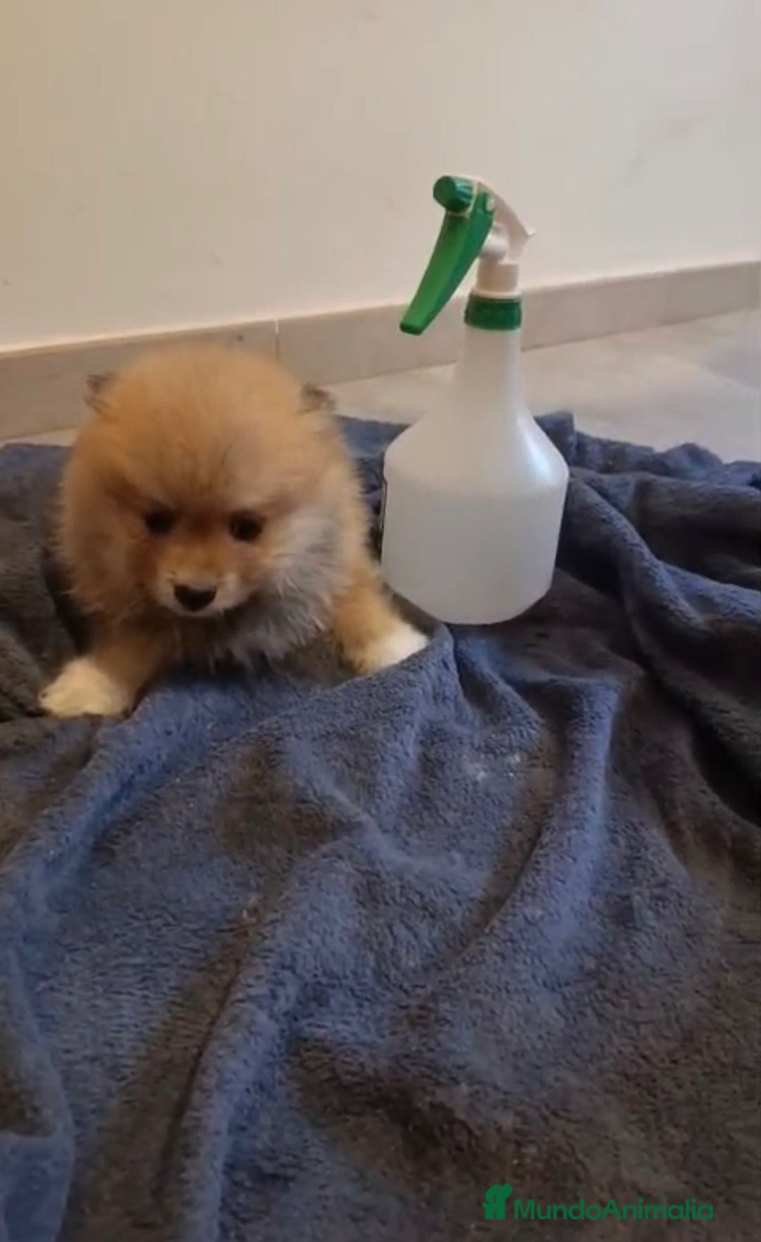 Pomerania perros en venta: Lulu pomerania toy - Imagen 13