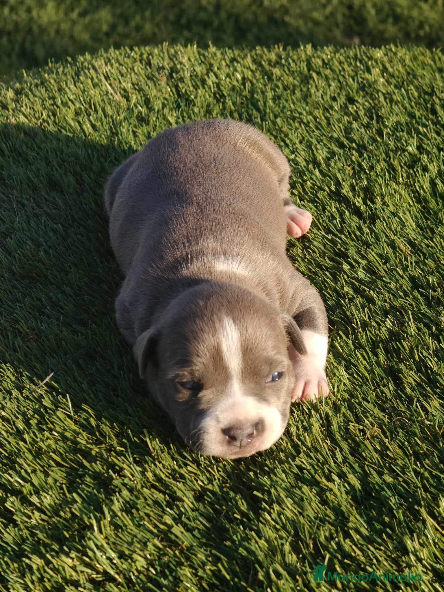 American Staffordshire-Terrier perros en venta: PEDIGREE AMERICAN STAFFORDSHIRE TERRIER BLUE  - Anuncio 13