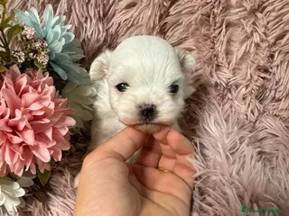 Bichón Maltés perros bichon maltes afijo - Anuncio 3