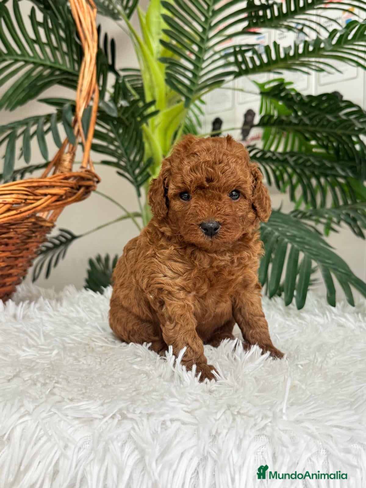 Caniche Toy perros en venta: CANICHE ROJO - Anuncio 13