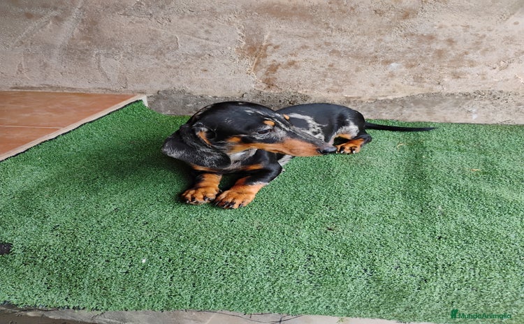 Teckel perros - Anuncio 2