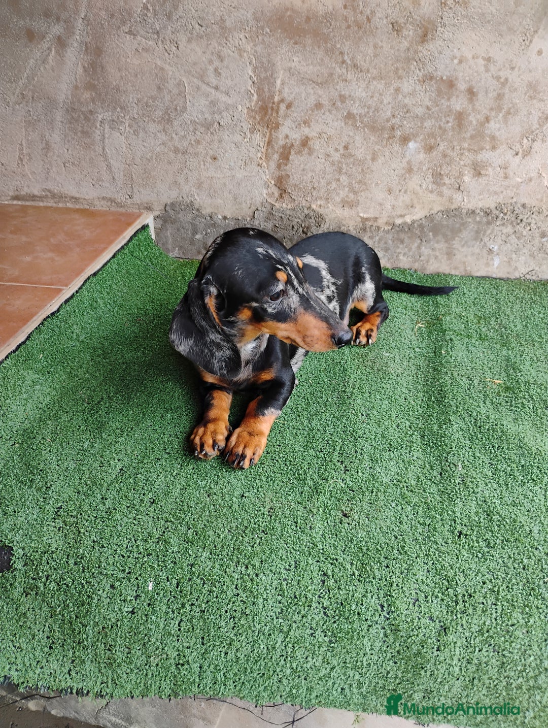 Teckel perros en venta: Macho teckel arlequín plata  - Imagen 1