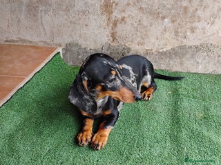 Teckel perros - Anuncio 2