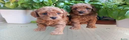 Caniche Toy perros en venta: Caniche toy rojo puppy poodle. - Anuncio 3