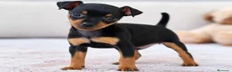 Pinscher Miniatura perros en venta: MINIPINCHER - MACHO Y HEMBRA PRECIO REAL  en Cáceres - Anuncio 1