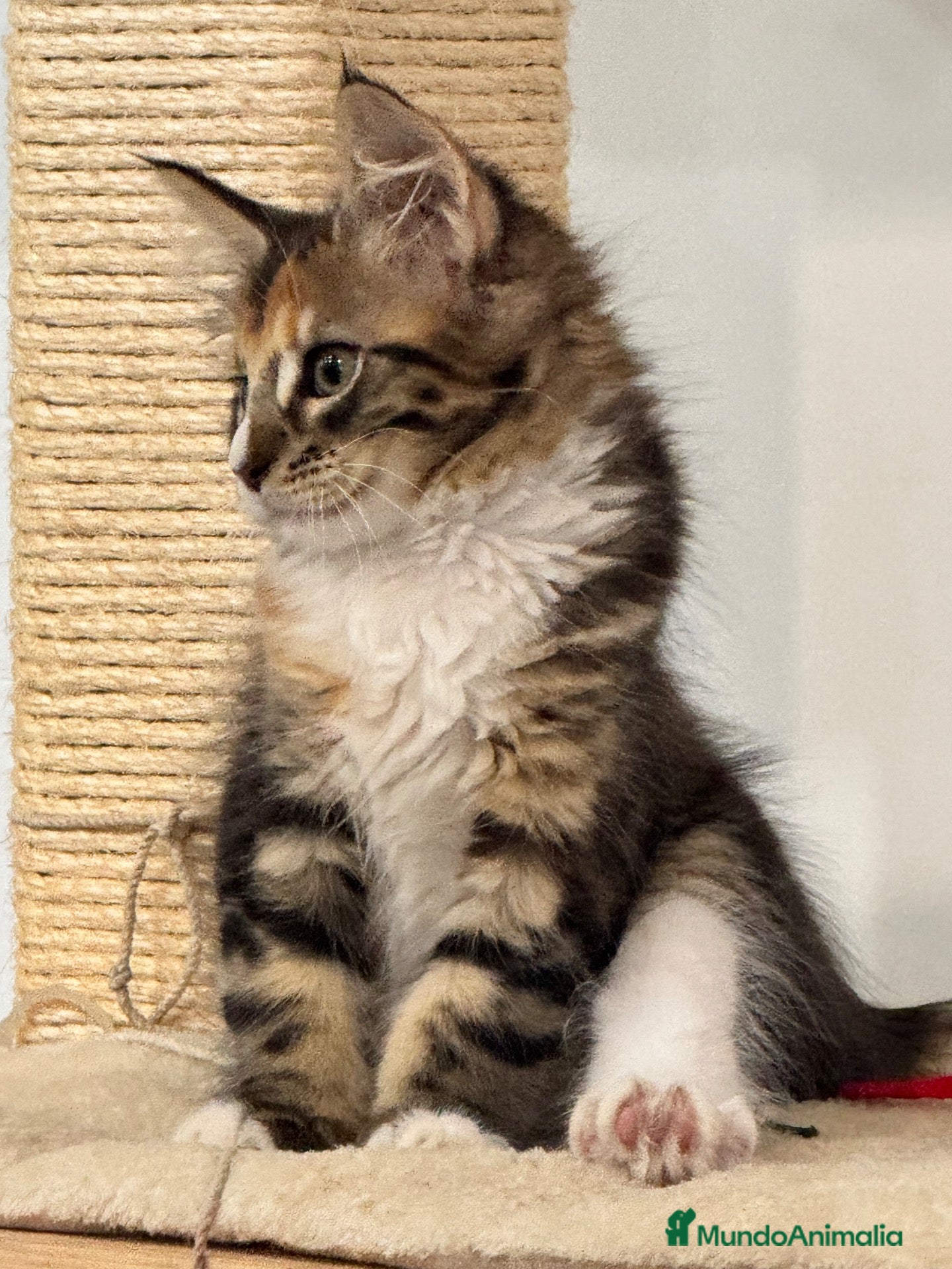 Maine Coon gatos Preciosa camada de Maine Coon - Anuncio 9
