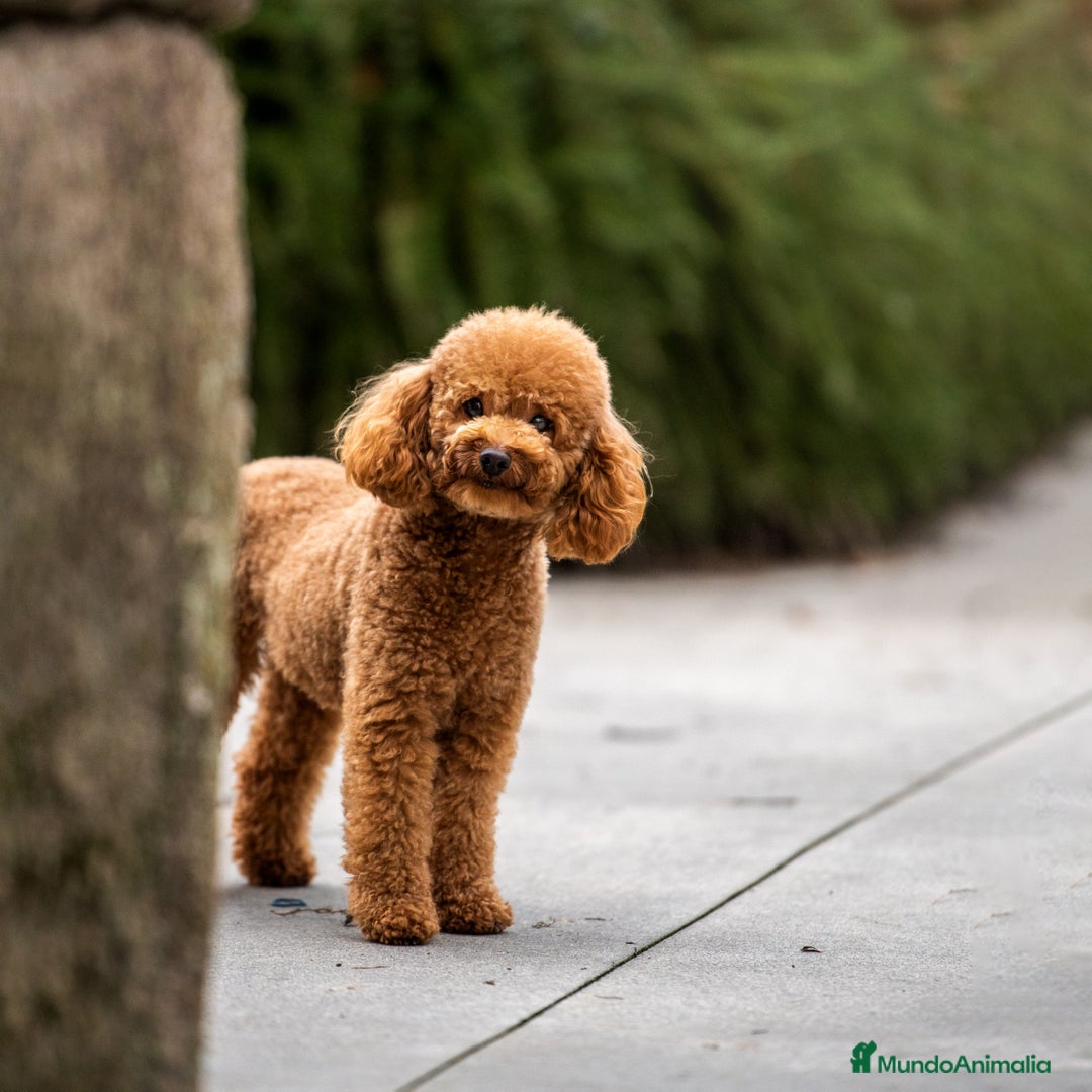 Caniche Toy perros en venta: Caniche toy macho - Imagen 11