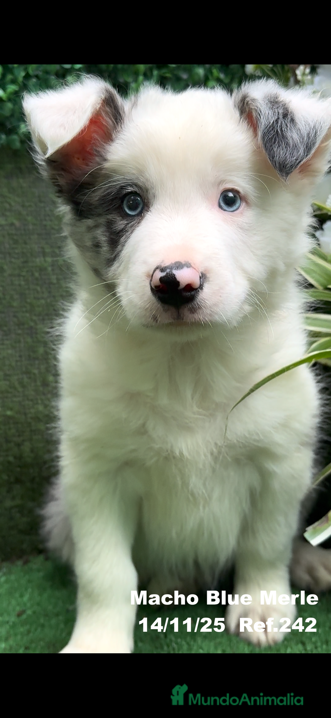 Border Collie perros en venta: Border Collie De Villa Biznaga - Anuncio 13