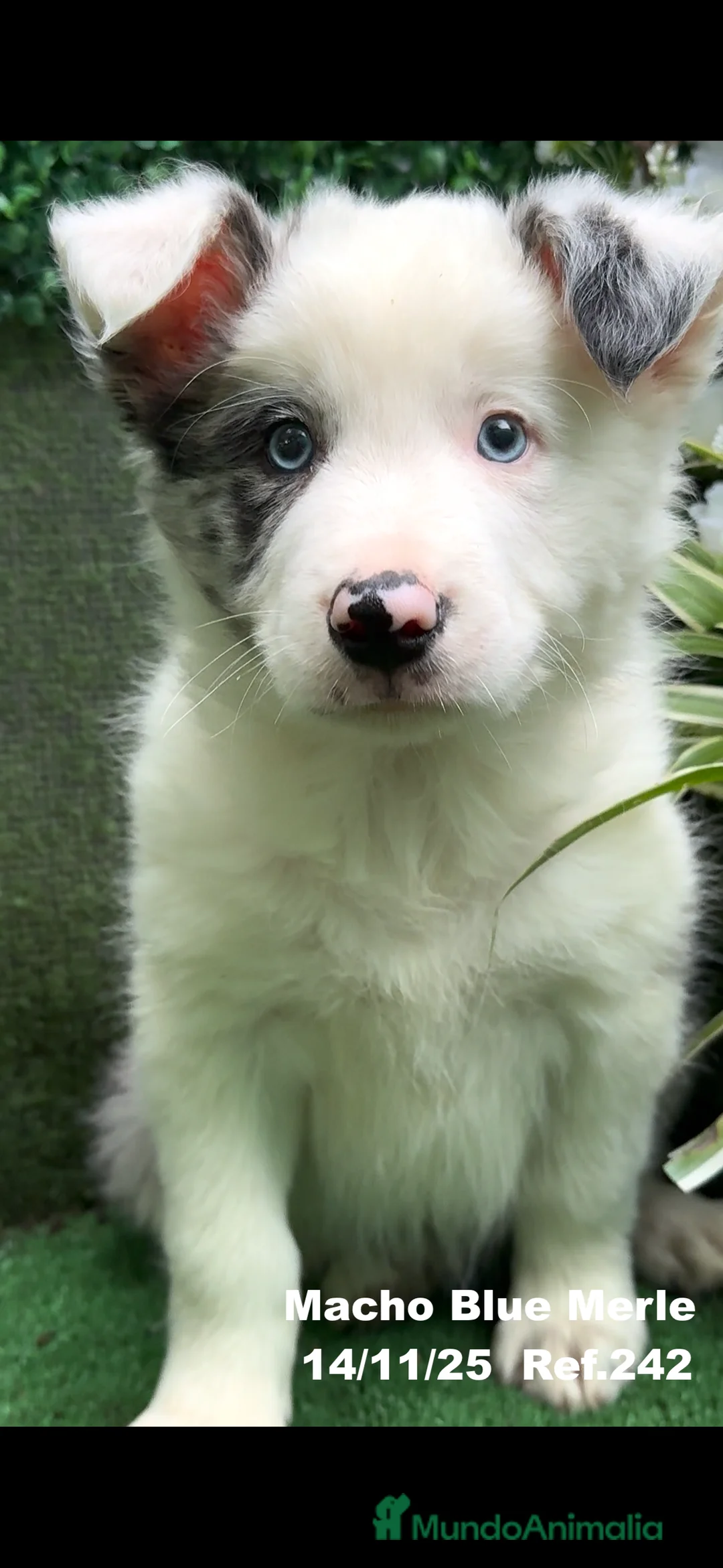 Border Collie perros en venta: Border Collie De Villa Biznaga - Anuncio 13