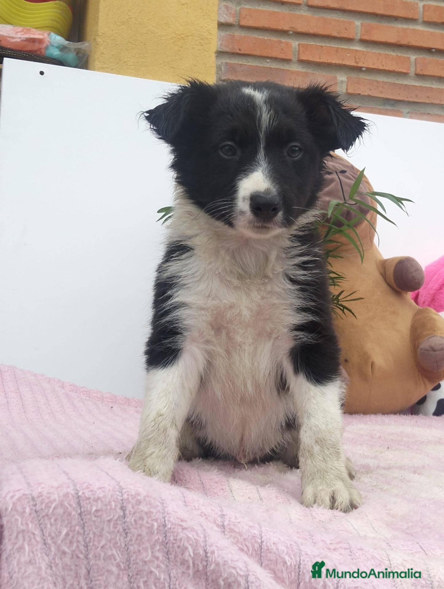 Border Collie perros Border collie - Anuncio 2