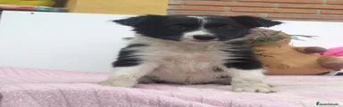 Border Collie 1