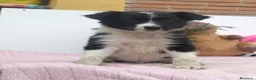 Border Collie perros en venta: Border collie - Anuncio 1