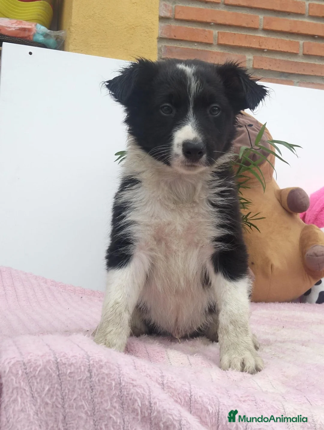 Border Collie perros en venta: Border collie - Anuncio 1