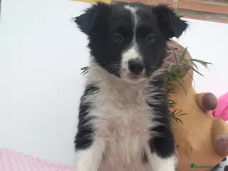 Border Collie perros Border collie - Anuncio 2