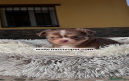 Chihuahua perros en venta: CHIHUAHUA PELO LARGO OJOS CLAROS - Imagen 1