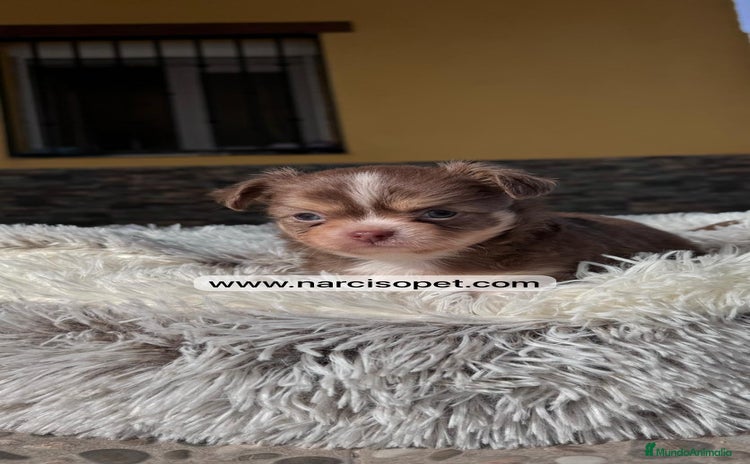 Chihuahua perros - Anuncio 2
