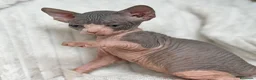 Sphynx gatos en venta: Sphynx  - Anuncio 4