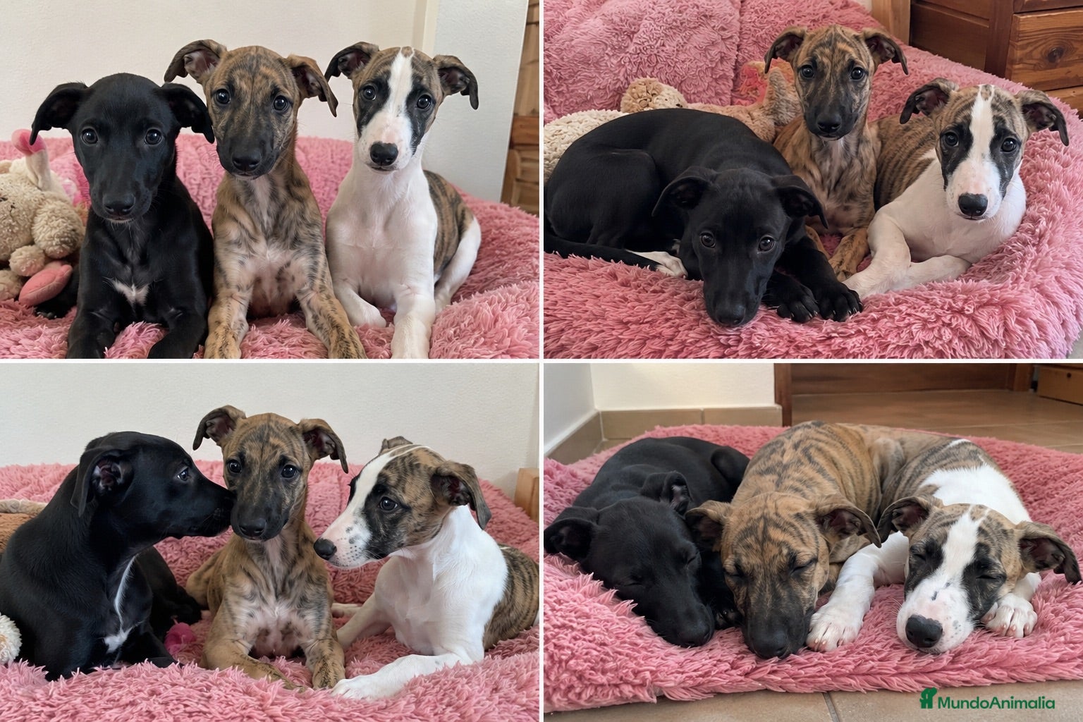 Whippet perros whippet puppy  - Anuncio 1