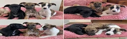 Whippet perros en venta: whippet puppy  - Anuncio 1