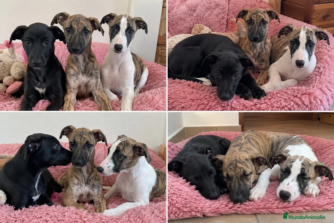 Whippet perros en venta: whippet puppy  - Anuncio 1