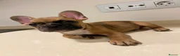 Bulldog Francés perros en venta: Cachorros de bulldog francés  - Anuncio 7