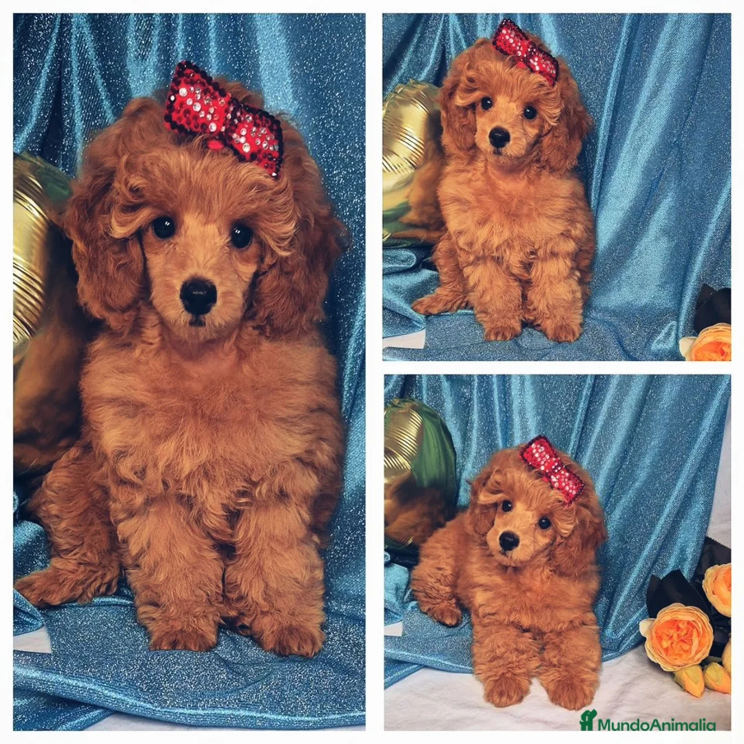 Raza Mixta perros en venta: MACHO enano rojo 5 meses - Anuncio 1