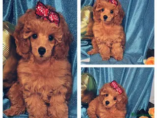 Raza Mixta perros MACHO enano rojo 5 meses - Anuncio 2