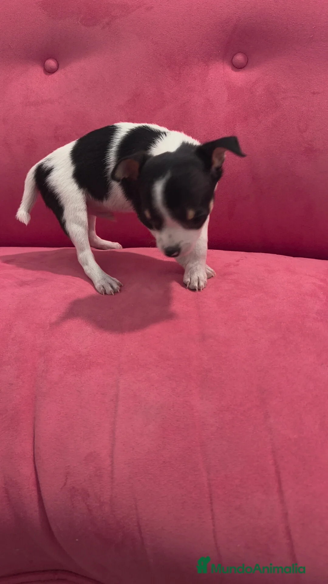 Chihuahua perros en venta: Chihuahua Macho retrognatismo  - Anuncio 7
