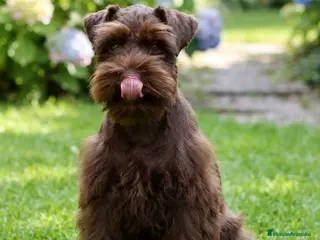 Schnauzer Miniatura perros Schnauzer miniatura exóticos - Anuncio 1