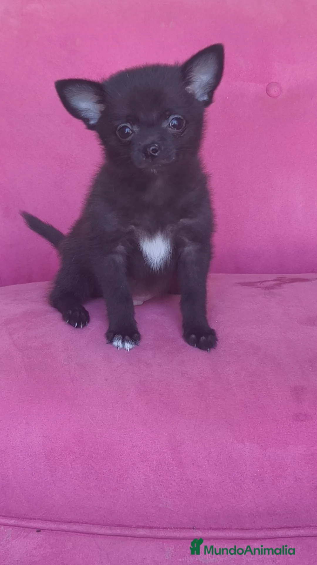 Chihuahua perros en venta: Chihuahua Toy macho negro  - Anuncio 2