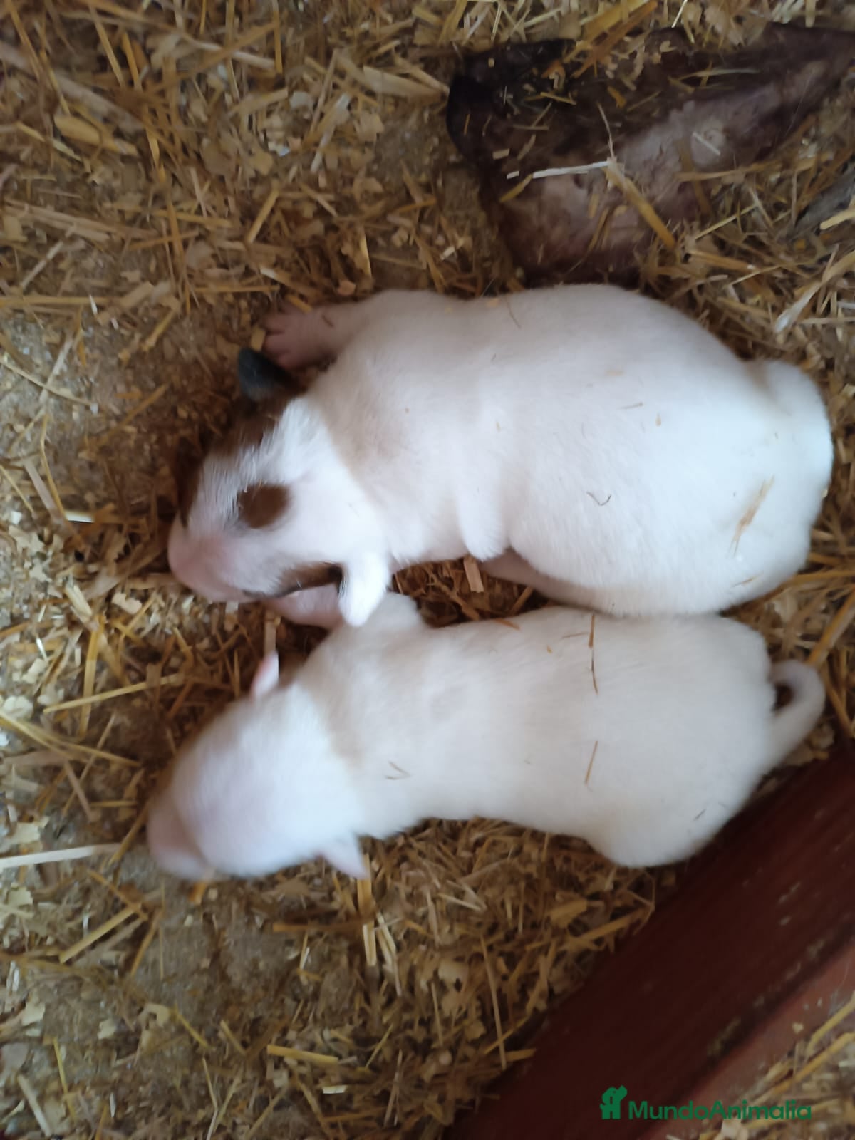 Jack Russell Terrier perros Disponibles peques Jack Russell  en Toledo - Anuncio 8