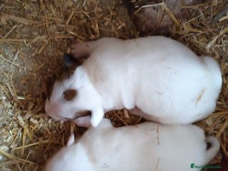 Jack Russell Terrier perros en Toledo - Anuncio 2