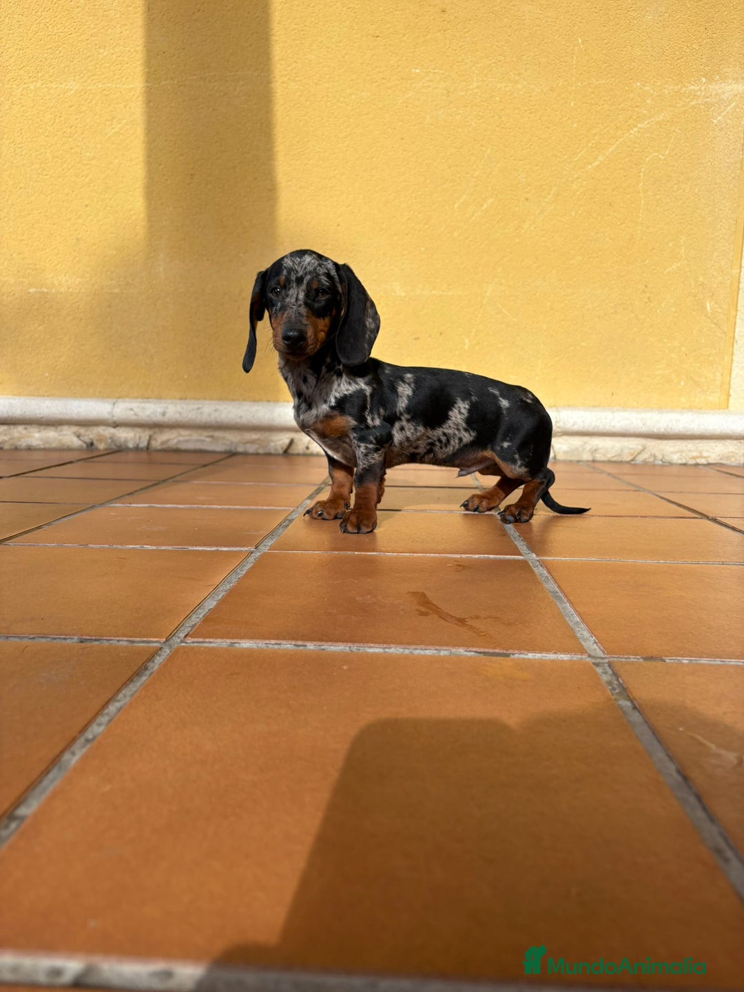 Teckel Miniatura perros en venta: Teckel Kaninchen arlequín Merle plata  - Anuncio 14