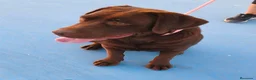 Labrador Retriever perros en venta: Labradora chocolate  - Anuncio 3