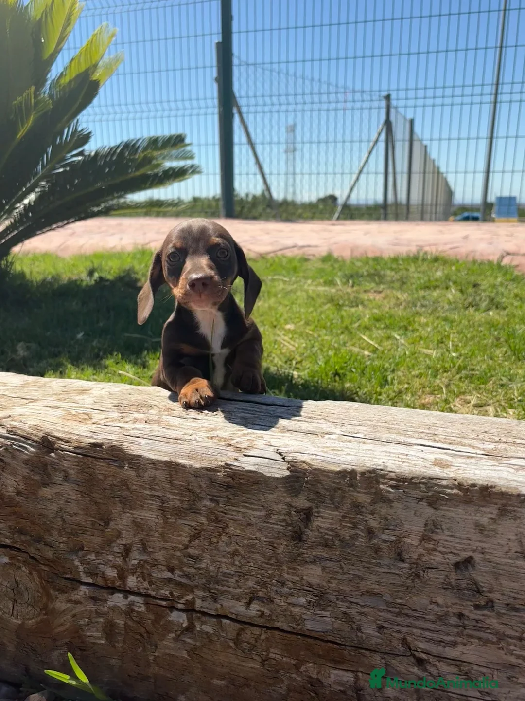 Teckel Miniatura perros en venta: TECKEL MINIATURA - Anuncio 2