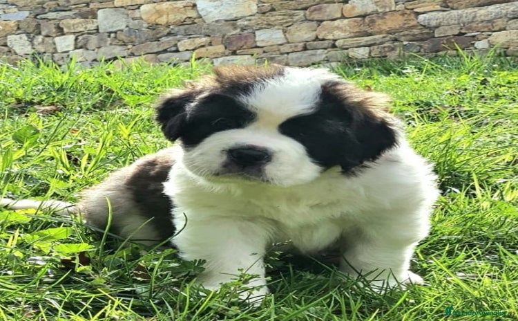 San Bernardo perros - Anuncio 1